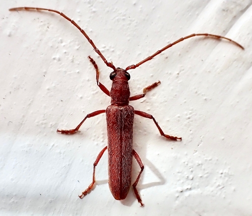 Aneflomorpha lineare (LeConte, 1859)