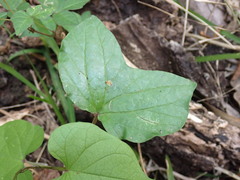 Ipomoea alba