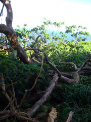Homalanthus polyandrus