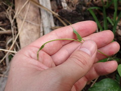 Ipomoea alba