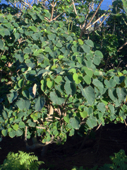Homalanthus polyandrus