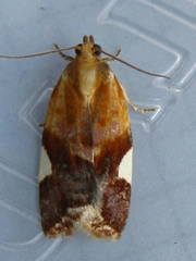 Clepsis persicana
