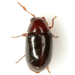 Calymmaderus nitidus