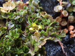 Ranunculus maculatus