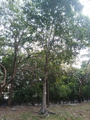 Ficus maxima