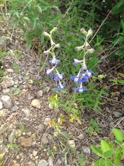 Delphinium carolinianum