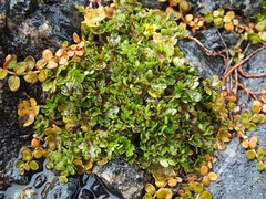 Ranunculus maculatus