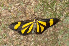 Cyllopoda claudicula