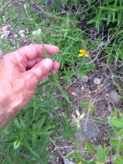 Zephyranthes drummondii