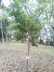 Lonchocarpus yucatanensis