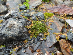 Ranunculus maculatus