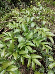 Smilax lanceifolia opaca