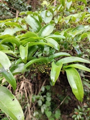 Smilax lanceifolia opaca