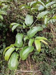 Smilax lanceifolia opaca