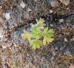 Alchemilla occidentalis