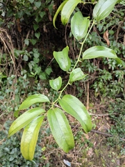Smilax lanceifolia opaca