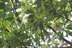 Lindera megaphylla