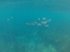 Trachinotus rhodopus