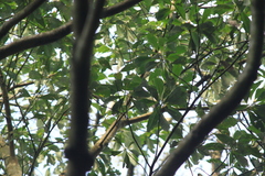Lindera megaphylla