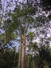 Lindera megaphylla