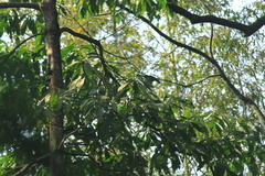 Lindera megaphylla
