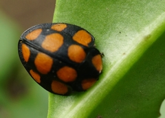 Botanochara decempustulata