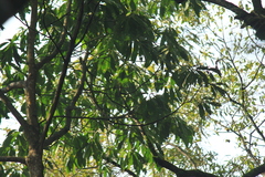 Lindera megaphylla