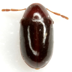 Calymmaderus nitidus