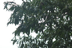 Lindera megaphylla