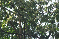 Lindera megaphylla