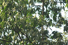Lindera megaphylla