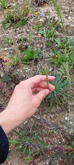 Plantago coronopus