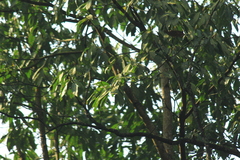 Lindera megaphylla