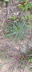 Plantago coronopus
