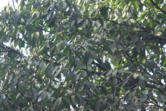Lindera megaphylla