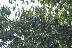 Lindera megaphylla