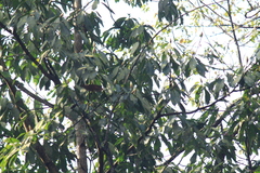 Lindera megaphylla