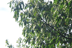 Lindera megaphylla