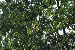 Lindera megaphylla