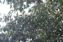 Lindera megaphylla