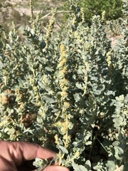 Atriplex glauca