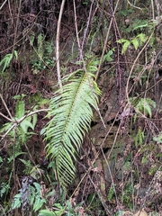 Blechnum orientale