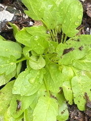 Thlaspi arvense