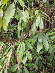 Lindera megaphylla