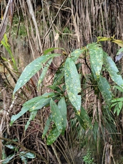 Lindera megaphylla