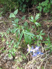Delphinium carolinianum