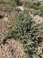 Atriplex glauca