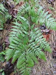 Diplazium esculentum