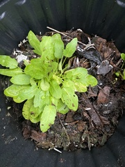 Thlaspi arvense