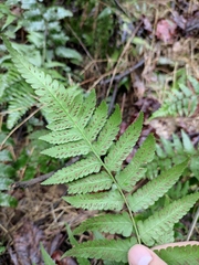 Diplazium esculentum